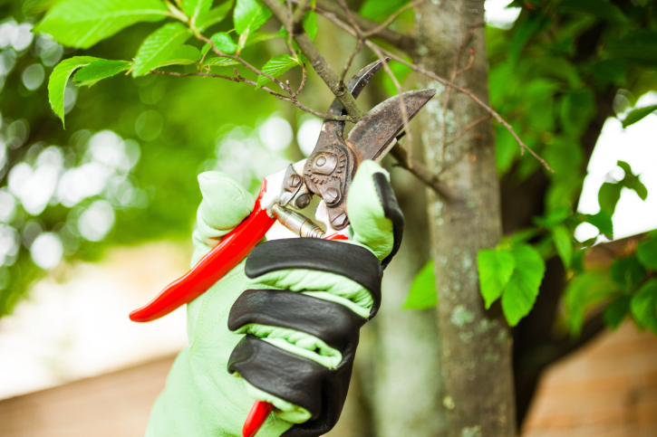 Tree Trimming in Petersburg VA
